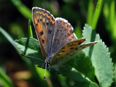 Lycaena (Heodes) tityrus