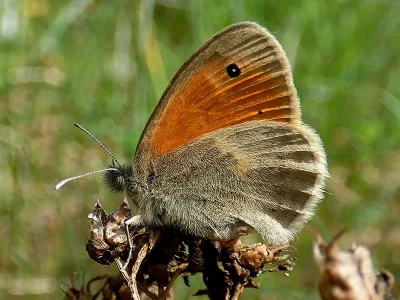 Coenonympha pamphilus