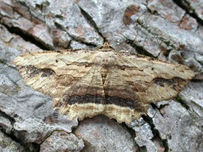 Menophra abruptaria