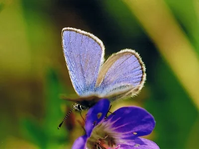 Agriades orbitulus