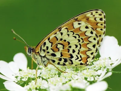 Melitaea trivia