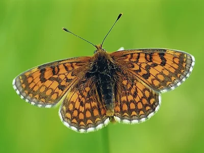 Melitaea (Mellicta) deione