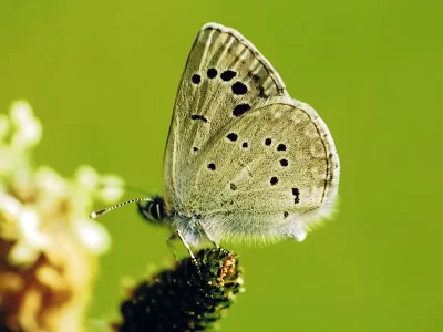 Glaucopsyche melanops