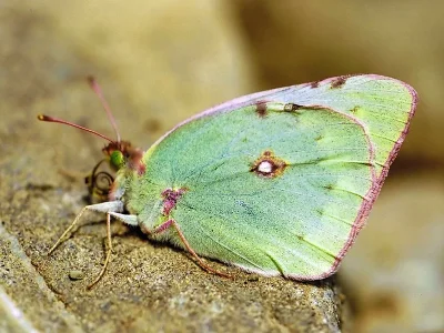 Colias aurorina