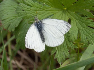 Pieris (Artogeia) napi