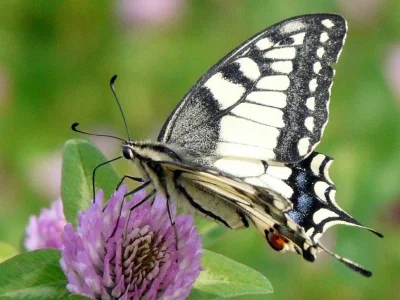 Papilio (Papilio) machaon