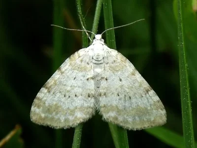 Perizoma albulata