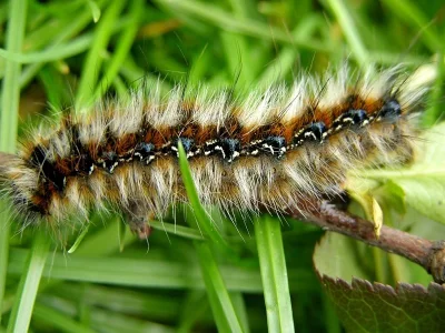 Eriogaster (Eriogaster) catax