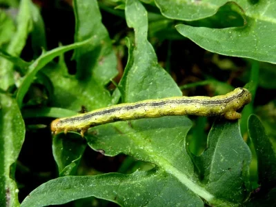 Agriopis aurantiaria