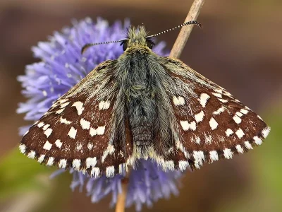 Pyrgus malvae