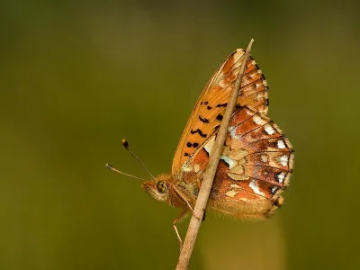 Boloria (Boloria) aquilonaris
