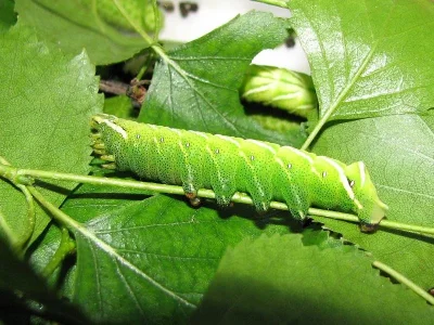 Endromis versicolora