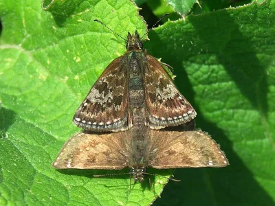 Erynnis tages