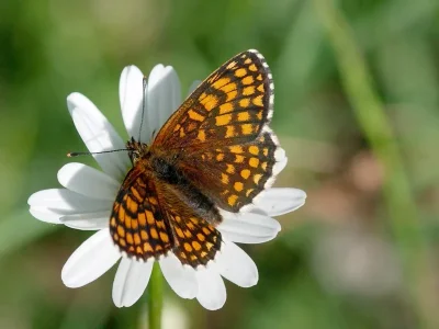 Melitaea (Mellicta) athalia