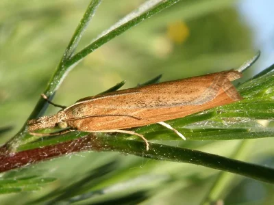 Pediasia luteella