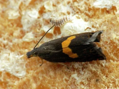 Dichrorampha alpinana