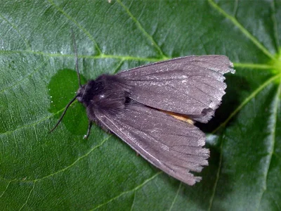Epatolmis luctifera