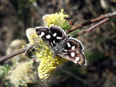 Eurrhypis pollinalis
