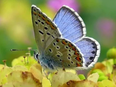 Aricia (Ultraaricia) anteros