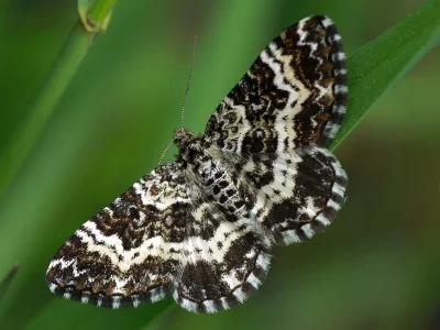 Epirrhoe tristata