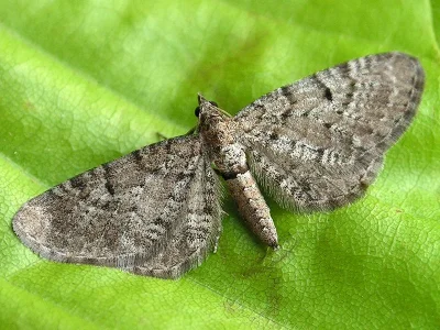Eupithecia intricata