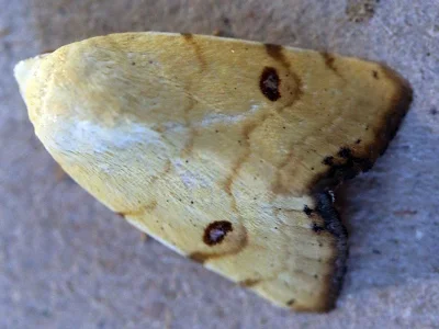 Xanthodes albago