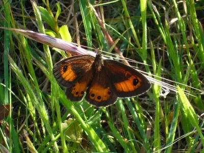 Pyronia (Idata) bathseba