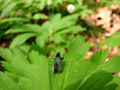 Adela reaumurella