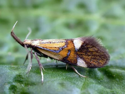Alabonia geoffrella