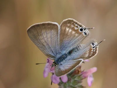 Lampides boeticus