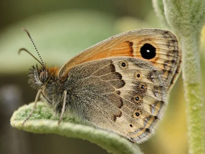 Coenonympha thyrsis