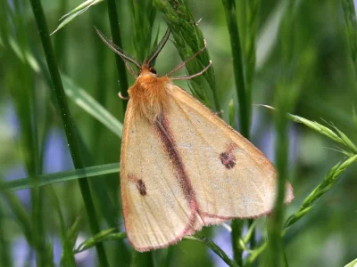 Diacrisia sannio