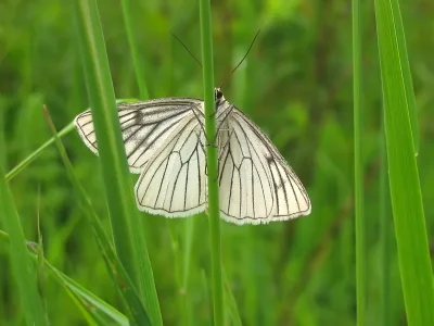 Siona lineata