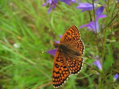 Melitaea cinxia