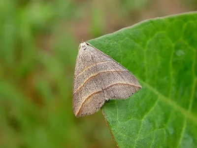 Colobochyla salicalis