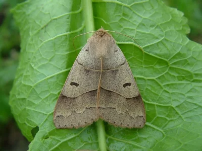 Minucia lunaris