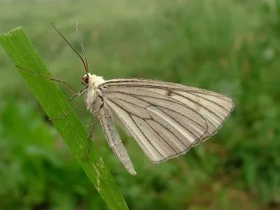 Siona lineata