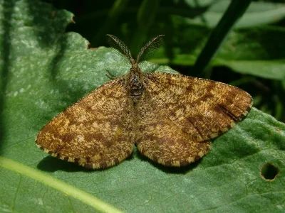 Ematurga atomaria