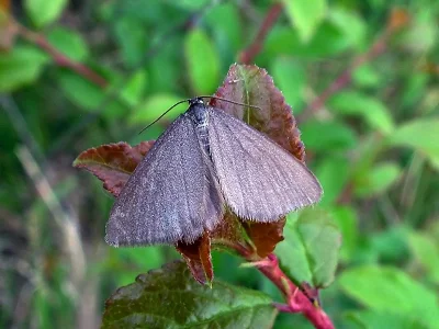 Minoa murinata