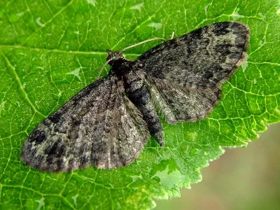 Pasiphila rectangulata