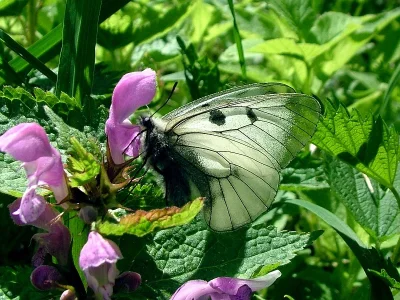Parnassius (Driopa) mnemosyne