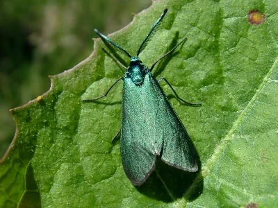 Adscita (Adscita) statices