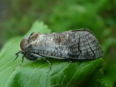Cossus cossus