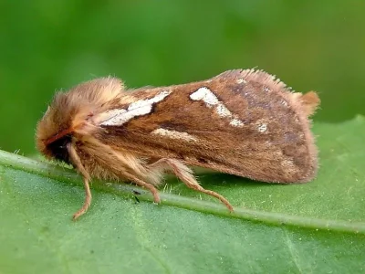 Korscheltellus lupulina