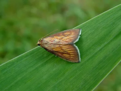 Nascia cilialis