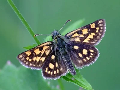 Carterocephalus palaemon