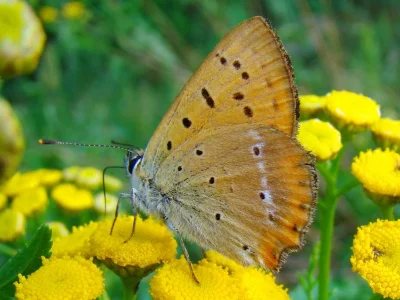Lycaena (Heodes) virgaureae