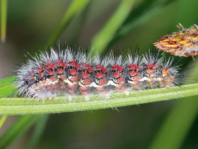 Cymbalophora rivularis