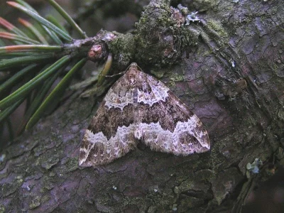 Lampropteryx suffumata