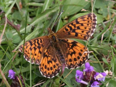 Boloria (Clossiana) titania